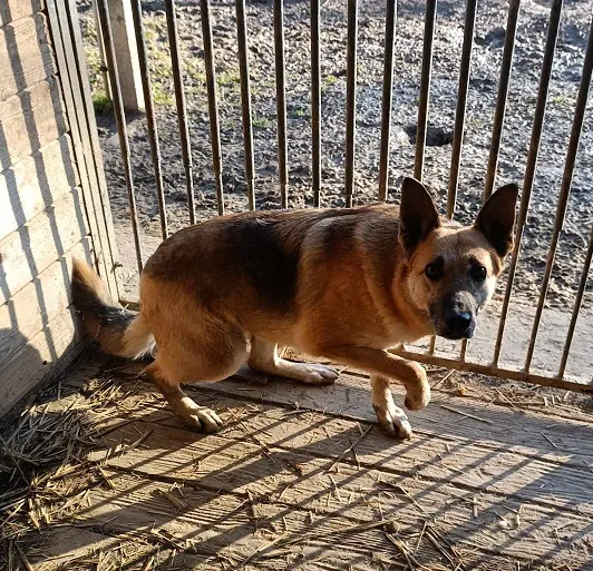 Pies do adopcji, Orzechowce, 5 sierpnia 2023 (3/5)