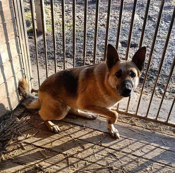 Pies do adopcji, Orzechowce, 5 sierpnia 2023 (4/5)