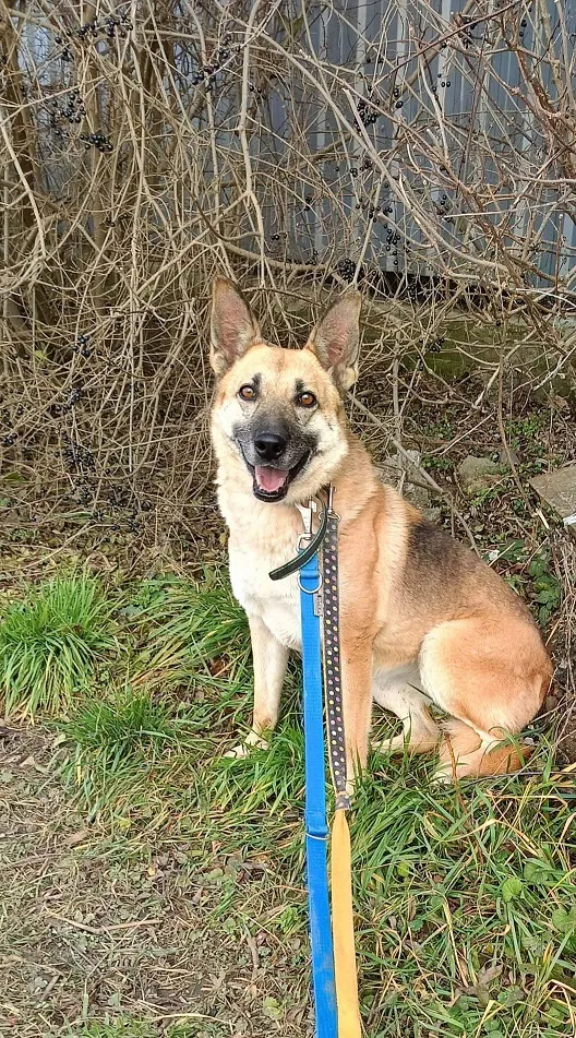 Pies do adopcji, Orzechowce, 5 sierpnia 2023 (5/5)