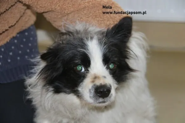 Pies do adopcji, Nowy Dwór Mazowiecki, 16 lutego 2024 (1/4)