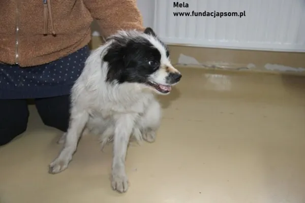 Pies do adopcji, Nowy Dwór Mazowiecki, 16 lutego 2024 (3/4)