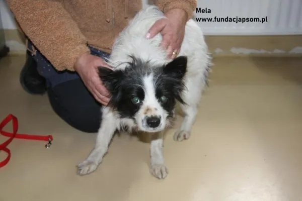 Pies do adopcji, Nowy Dwór Mazowiecki, 16 lutego 2024 (4/4)