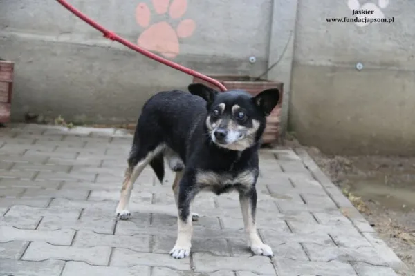 Pies do adopcji, Nowy Dwór Mazowiecki, 16 lutego 2024 (1/4)