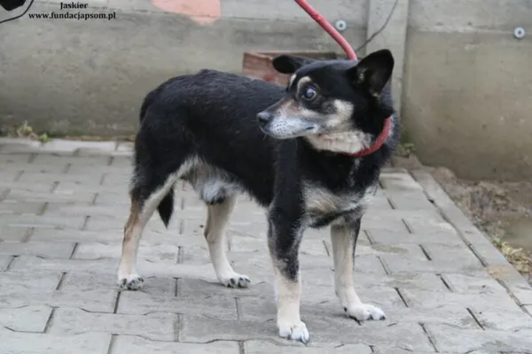 Pies do adopcji, Nowy Dwór Mazowiecki, 16 lutego 2024 (2/4)