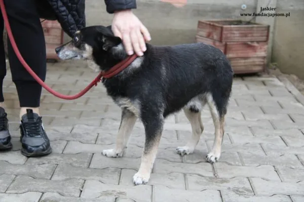 Pies do adopcji, Nowy Dwór Mazowiecki, 16 lutego 2024 (3/4)