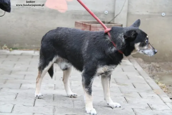 Pies do adopcji, Nowy Dwór Mazowiecki, 16 lutego 2024 (4/4)