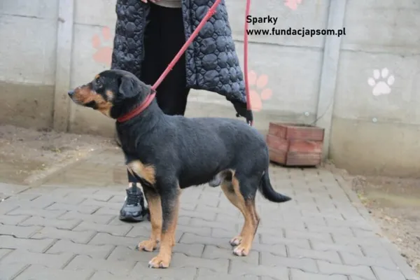 Pies do adopcji, Nowy Dwór Mazowiecki, 16 lutego 2024 (2/3)