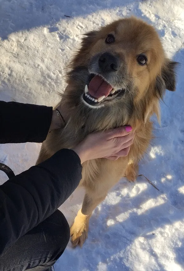 Pies do adopcji, Orzechowce, 1 lutego 2024 (2/5)