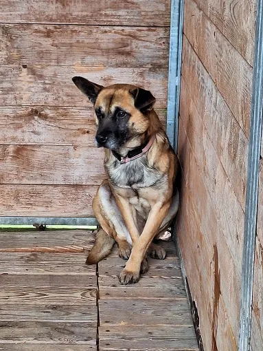 Pies do adopcji, Orzechowce, 2 lutego 2024 (1/5)