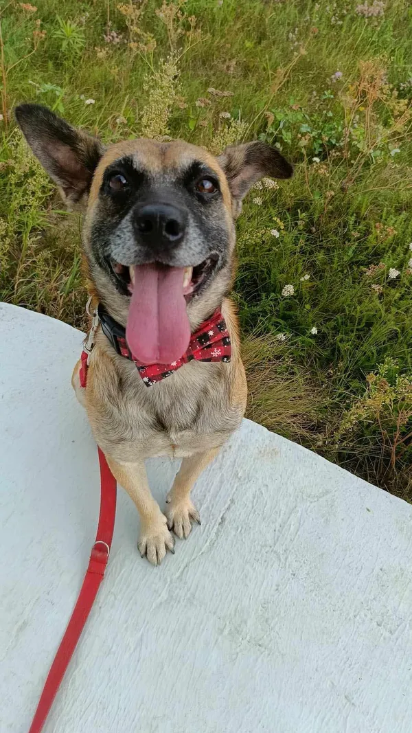 Pies do adopcji, Orzechowce, 2 lutego 2024 (2/5)