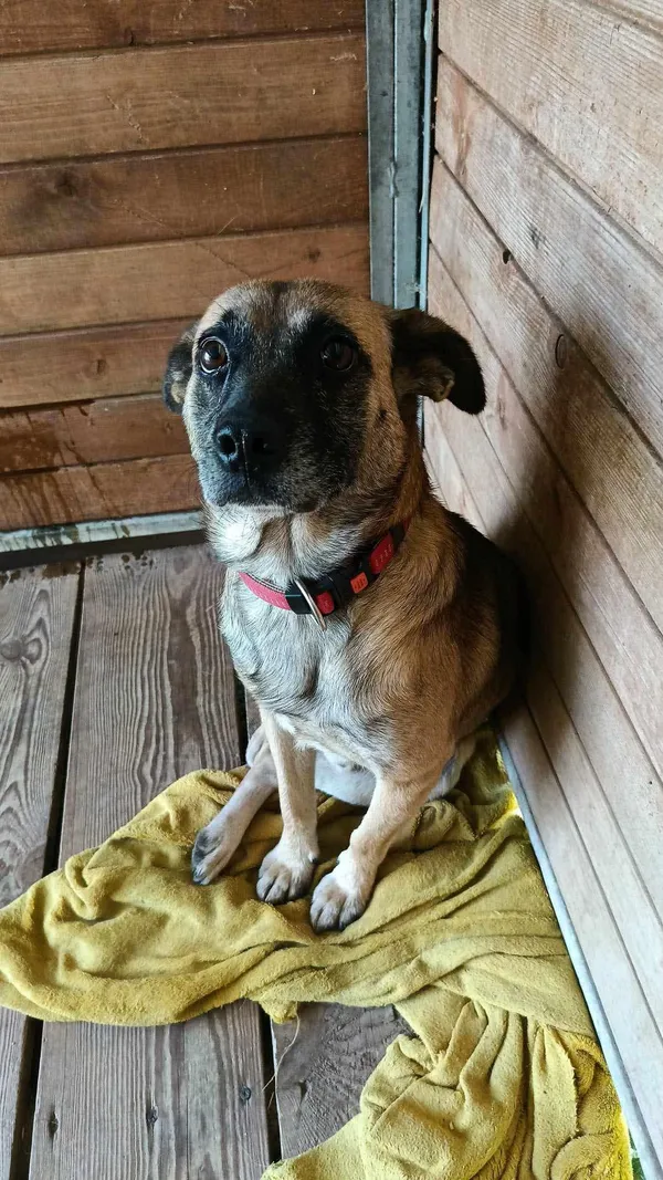 Pies do adopcji, Orzechowce, 2 lutego 2024 (3/5)