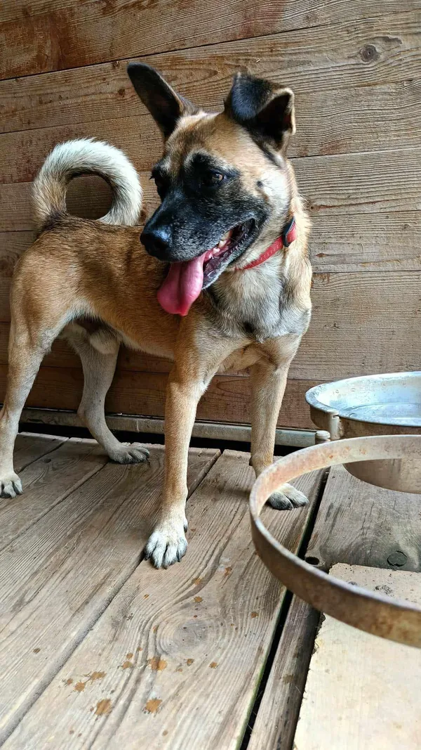 Pies do adopcji, Orzechowce, 2 lutego 2024 (4/5)