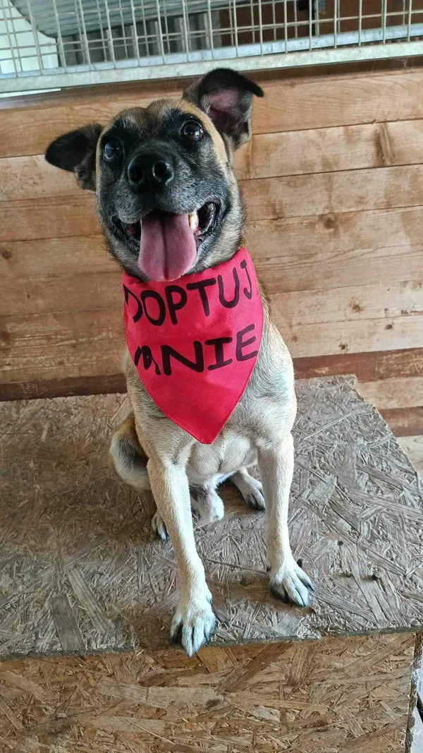 Pies do adopcji, Orzechowce, 2 lutego 2024 (5/5)