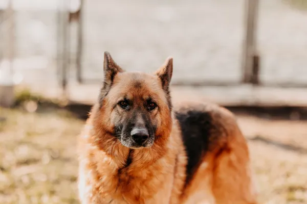 Pies do adopcji, Czartki, 16 lutego 2024 (1/5)