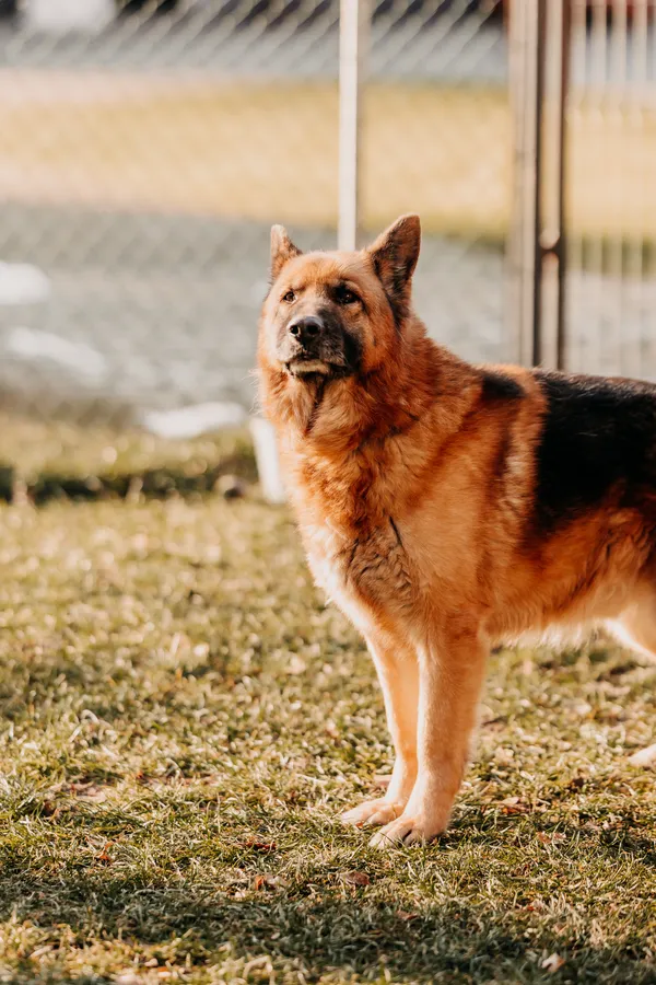 Pies do adopcji, Czartki, 16 lutego 2024 (2/5)