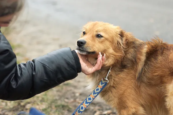 Pies do adopcji, Nowodwór, 16 lutego 2024 (4/5)