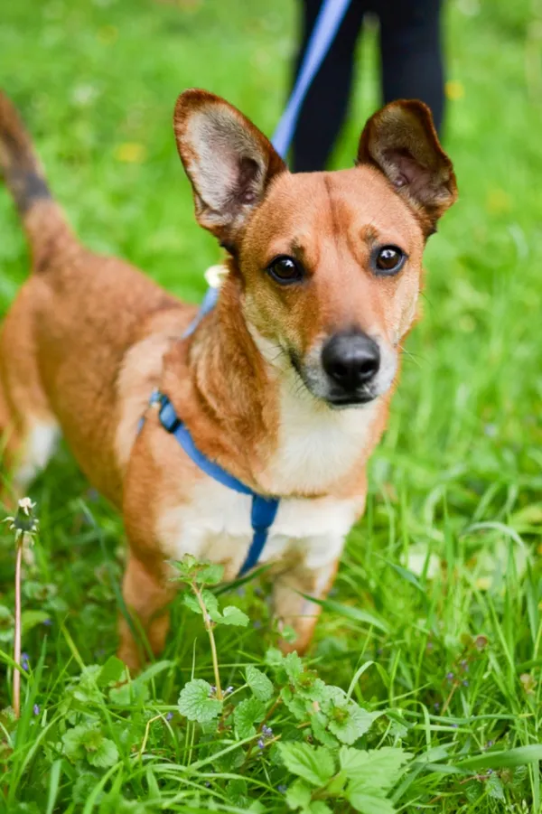 Znaleziono psa, Sosnowiec, 16 lutego 2024 (2/5)