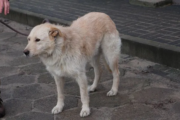 Pies do adopcji, Oborniki, 30 grudnia 2023 (2/5)