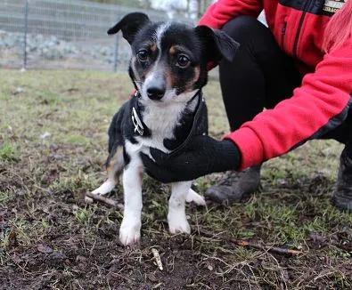 Pies do adopcji, Oborniki, 2 lutego 2024 (1/5)