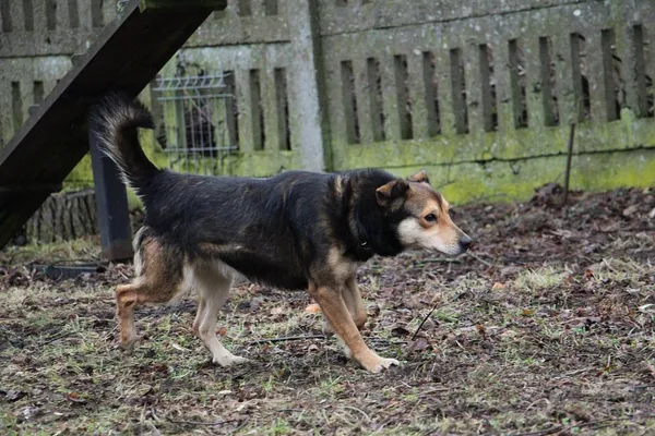 Pies do adopcji, Oborniki, 10 stycznia 2024 (4/5)