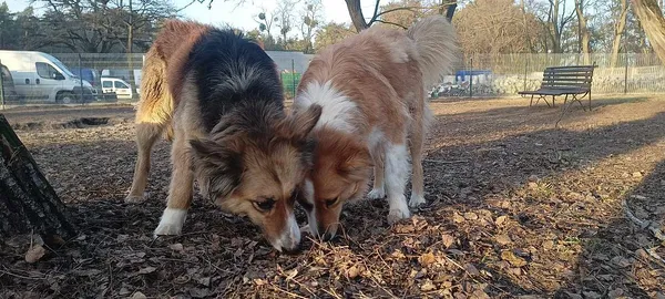 Pies do adopcji, Oborniki, 10 stycznia 2024 (5/5)