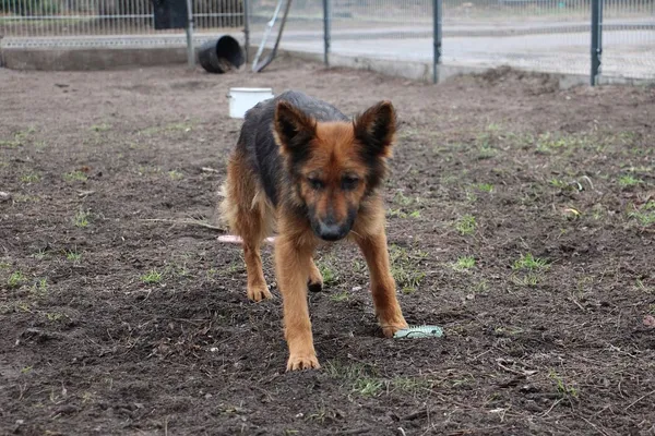 Pies do adopcji, Oborniki, 17 stycznia 2024 (4/5)