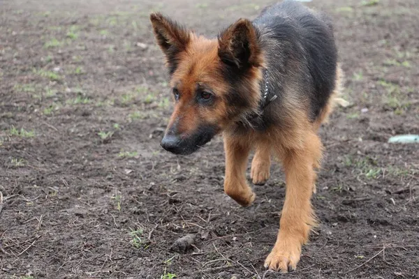 Pies do adopcji, Oborniki, 17 stycznia 2024 (5/5)