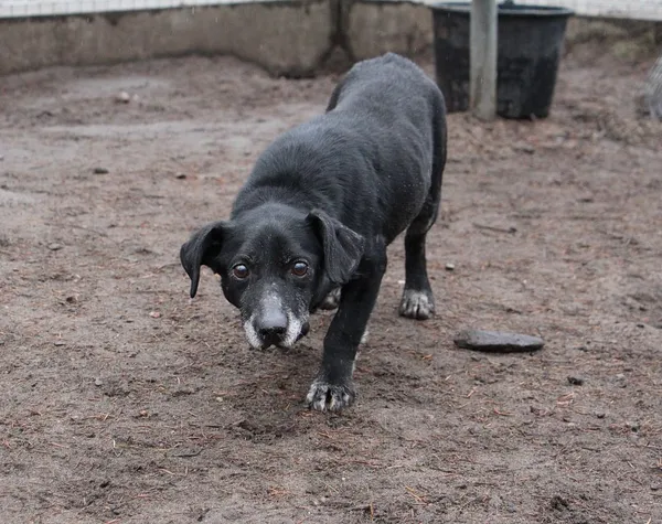 Pies do adopcji, Oborniki, 2 lutego 2024 (3/5)