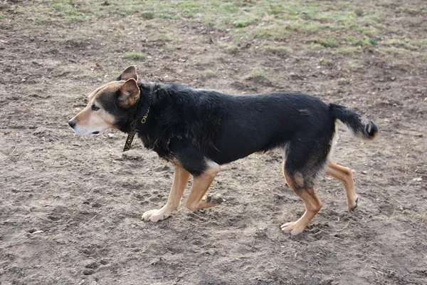 Pies do adopcji, Oborniki, 19 listopada 2023 (2/5)