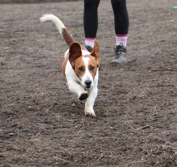 Pies do adopcji, Oborniki, 16 stycznia 2024 (5/5)