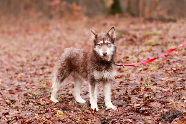 Pies do adopcji, Elbląg, 3 lutego 2024 (5/5)