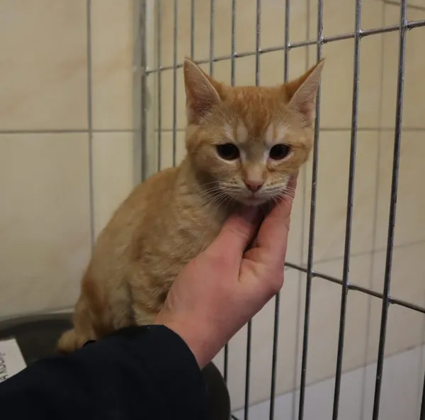 Kot do adopcji, Częstochowa, 5 listopada 2023 (2/2)