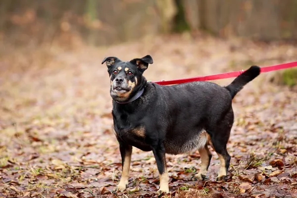 Pies do adopcji, Elbląg, 3 lutego 2024 (4/5)