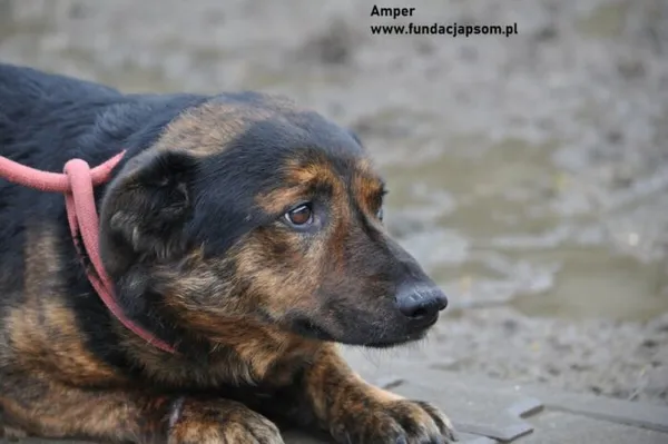Pies do adopcji, Nowy Dwór Mazowiecki, 21 lutego 2024 (4/4)