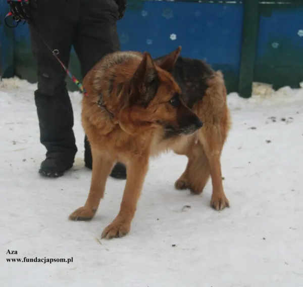 Pies do adopcji, Nowy Dwór Mazowiecki, 26 stycznia 2026 (2/5)