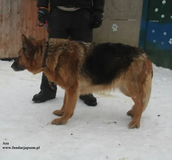 Pies do adopcji, Nowy Dwór Mazowiecki, 26 stycznia 2026 (3/5)