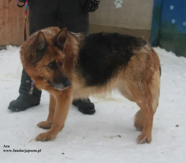Pies do adopcji, Nowy Dwór Mazowiecki, 26 stycznia 2026 (4/5)