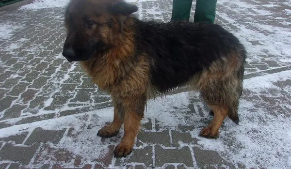 Pies do adopcji, Brodnica, 21 lutego 2024