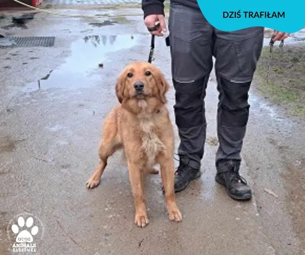 Znaleziono psa, Dąbrówka, 21 lutego 2024
