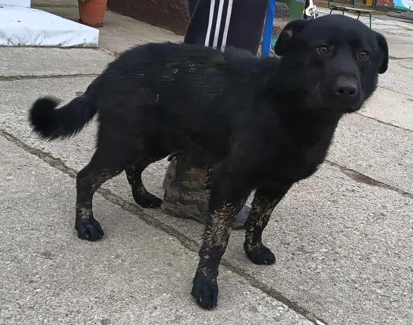 Znaleziono psa, Pieckowo, 20 lutego 2024 (1/2)