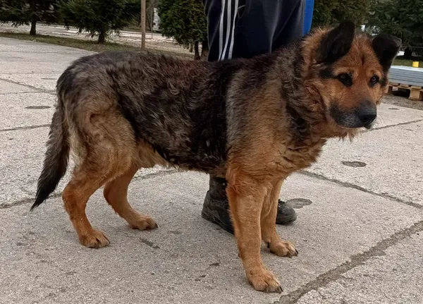 Znaleziono psa, Pieckowo, 20 lutego 2024 (1/2)