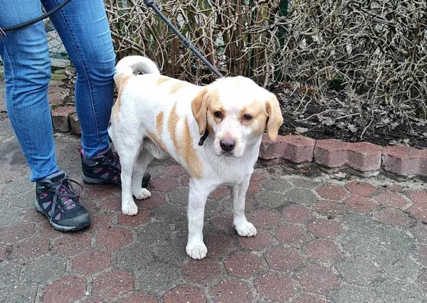 Znaleziono psa, Toruń, 20 lutego 2024