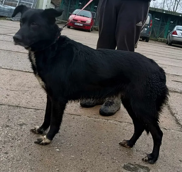 Znaleziono psa, Pieckowo, 22 lutego 2024 (1/2)