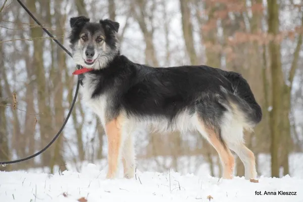 Znaleziono psa, Toruń, 2 stycznia 2024