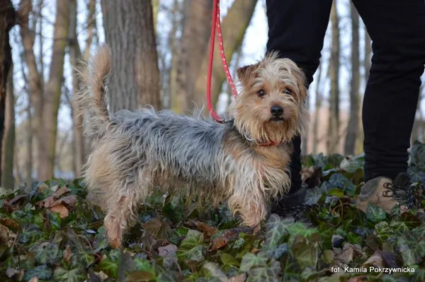 Znaleziono psa, Toruń, 29 grudnia 2023