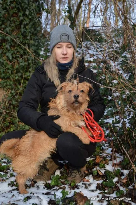 Znaleziono psa, Toruń, 3 stycznia 2024