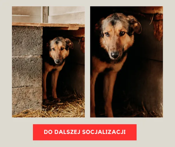 Pies do adopcji, Czartki, 23 lutego 2024