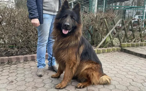 Znaleziono psa, Toruń, 23 lutego 2024