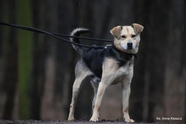 Znaleziono psa, Toruń, 9 stycznia 2024