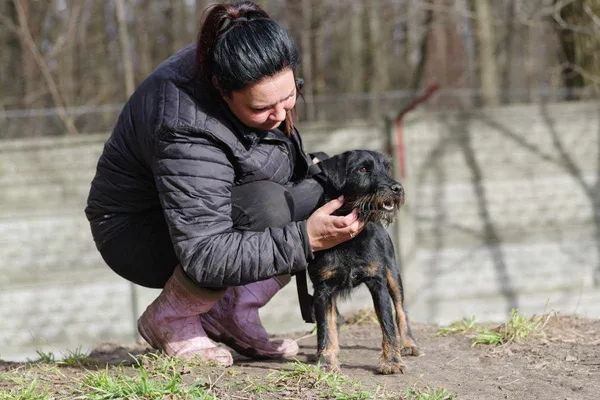 Pies do adopcji, Zgierz, 24 lutego 2024 (3/5)